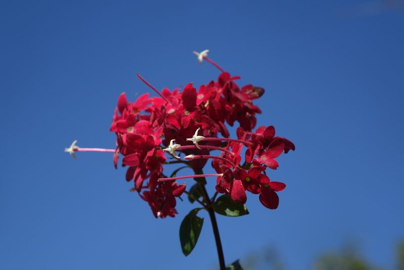 Paracarphalea pervilleana, photographed by Romer N. Rabarijaona