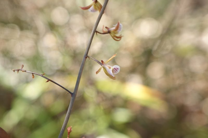 Eulophia beravensis, photographed by Romer N. Rabarijaona