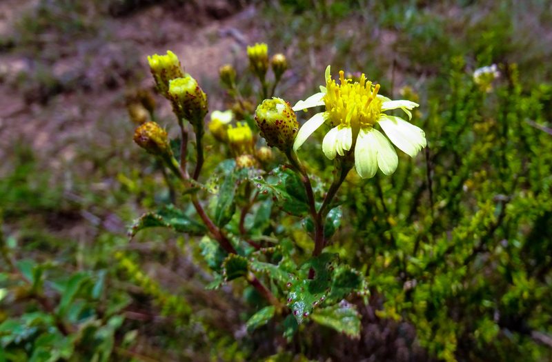 Schizotrichia jelskii, photographed by Wilson Diaz Miranda