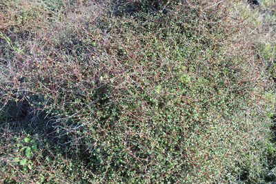 Coprosma crassifolia, photographed by Joe Dillon