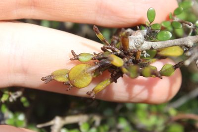Korthalsella lindsayi, photographed by Joe Dillon