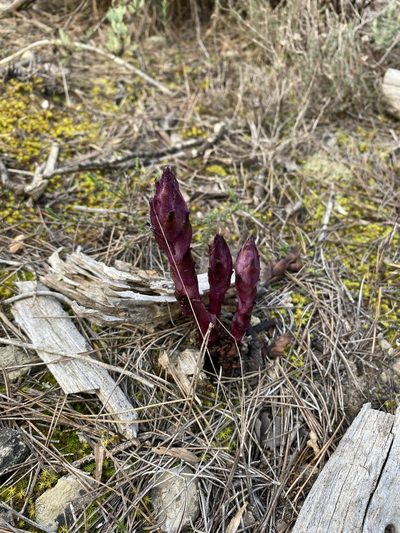 Orobanche latisquama, photographed by Oriol Sastre