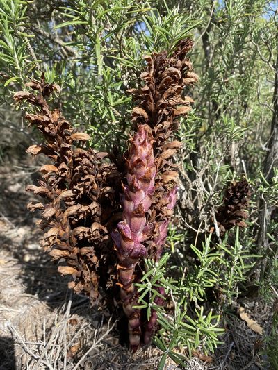Orobanche latisquama, photographed by Oriol Sastre