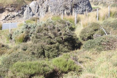 Coprosma propinqua, photographed by Joe Dillon