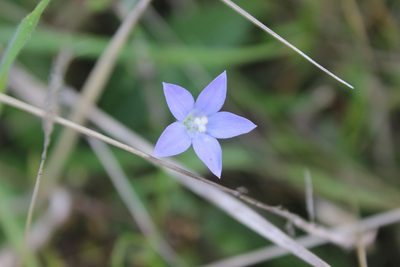 Wahlenbergia violacea, photographed by Joe Dillon