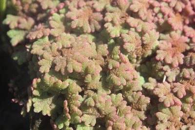Azolla rubra, photographed by Joe Dillon