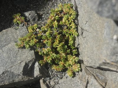 Crassula moschata, photographed by Joe Dillon