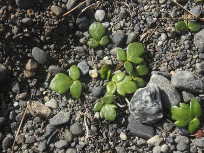 Ranunculus acaulis, photographed by Joe Dillon