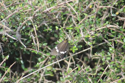 Coprosma propinqua, photographed by Joe Dillon