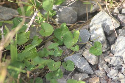 Calystegia tuguriorum, photographed by Joe Dillon
