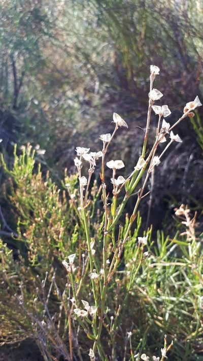 Menodora decemfida, photographed by Lalys