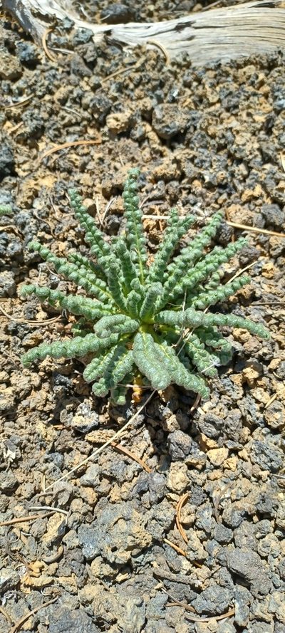 Phacelia serrata, photographed by Anthony Sabella
