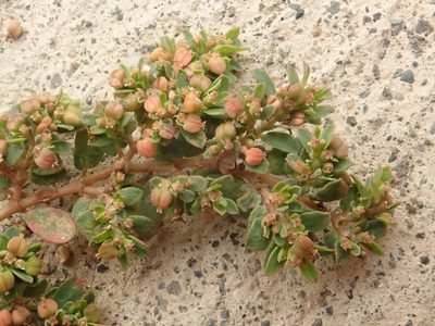 Euphorbia blodgettii, photographed by Alexis Tinker-Tsavalas