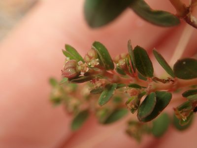 Euphorbia blodgettii, photographed by Alexis Tinker-Tsavalas