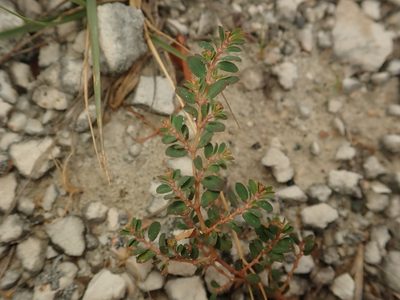 Euphorbia blodgettii, photographed by Alexis Tinker-Tsavalas