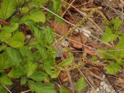 Stachytarpheta jamaicensis, photographed by Alexis Tinker-Tsavalas