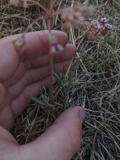 Asclepias senecionifolia, photographed by Connor McInerney