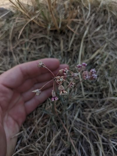 Asclepias senecionifolia, photographed by Connor McInerney