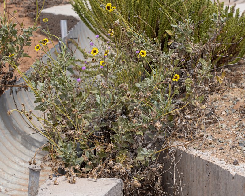 Encelia canescens, photographed by Nicolás Villaseca Merino