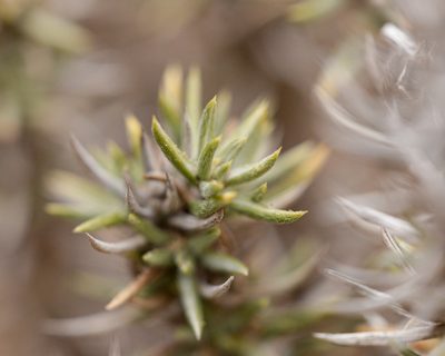 Chuquiraga ulicina, photographed by Nicolás Villaseca Merino