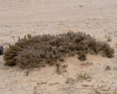 Chuquiraga ulicina, photographed by Nicolás Villaseca Merino