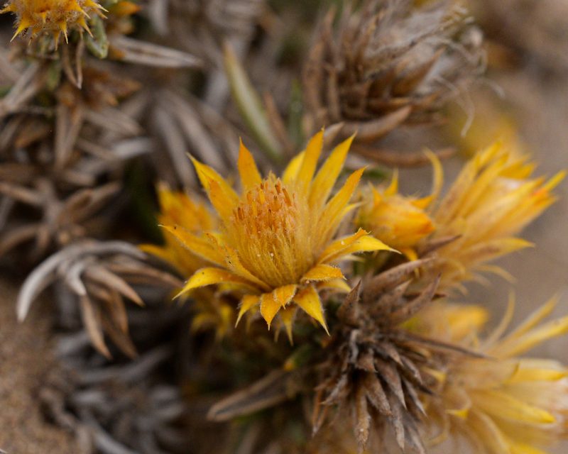 Chuquiraga ulicina, photographed by Nicolás Villaseca Merino