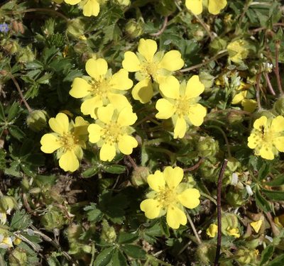 Potentilla verna, photographed by Jochen Essig