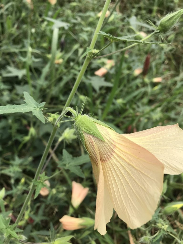 Hibiscus physaloides, photographed by rosshawkins