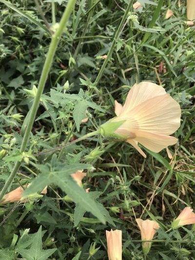 Hibiscus physaloides, photographed by rosshawkins