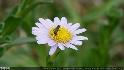 Kalimeris hispida, photographed by 林孫鋒(Lin Sun Fong)