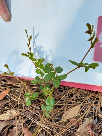 Tephrosia chrysophylla, photographed by Athena Philips