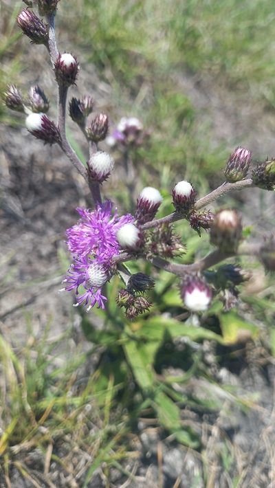 Chrysolaena flexuosa, photographed by JG