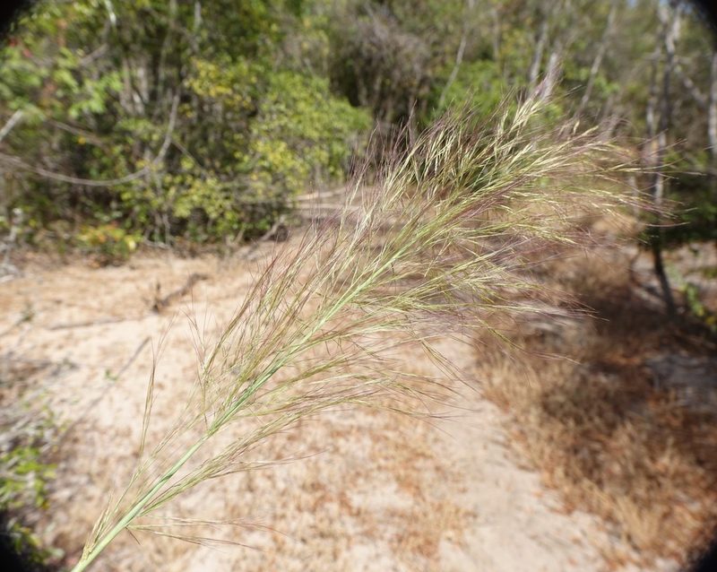 Aristida rufescens, photographed by Romer N. Rabarijaona