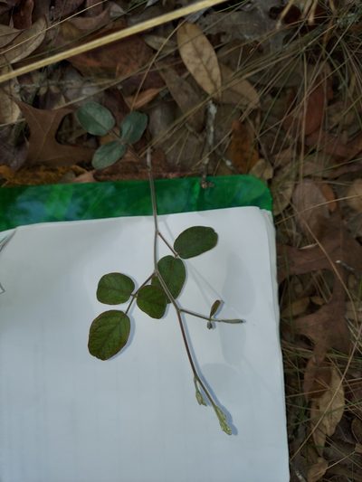 Galactia floridana, photographed by Athena Philips