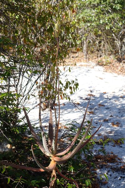 Aloe divaricata, photographed by Romer N. Rabarijaona