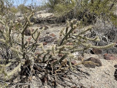 Cylindropuntia acanthocarpa, photographed by CK2AZ