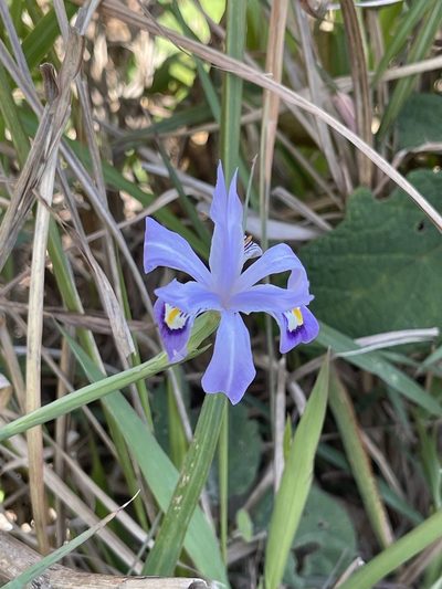Iris speculatrix, photographed by Yj