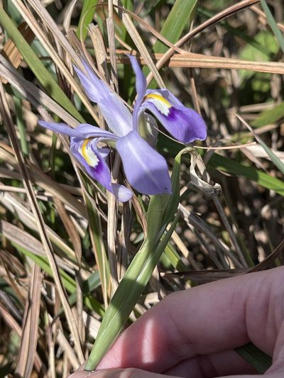 Iris speculatrix, photographed by Yj