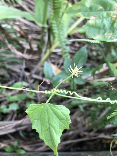 Zehneria mucronata, photographed by Cheng-Tao Lin