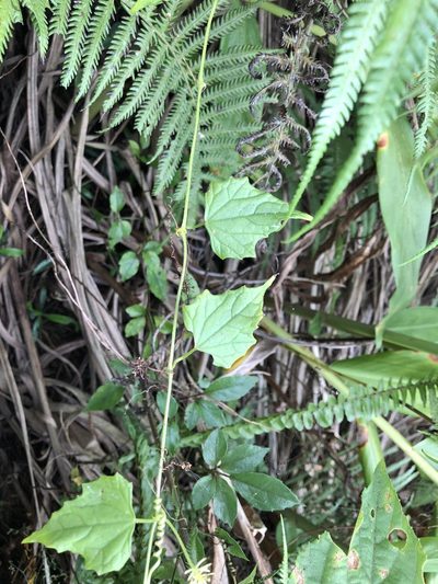 Zehneria mucronata, photographed by Cheng-Tao Lin