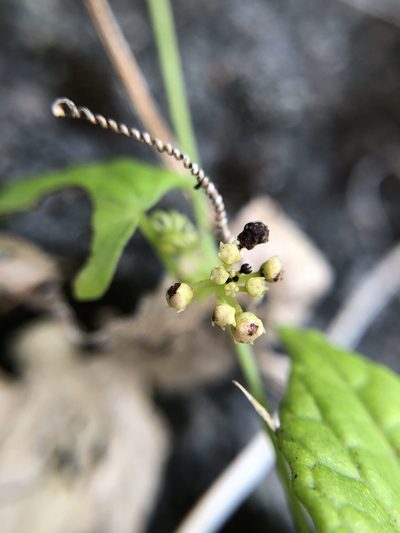 Zehneria mucronata, photographed by Cheng-Tao Lin