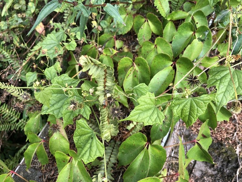 Zehneria mucronata, photographed by Cheng-Tao Lin