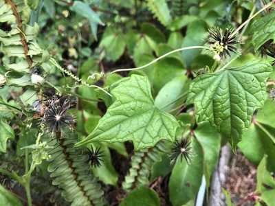 Zehneria mucronata, photographed by Cheng-Tao Lin