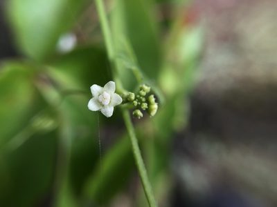Zehneria mucronata, photographed by Cheng-Tao Lin