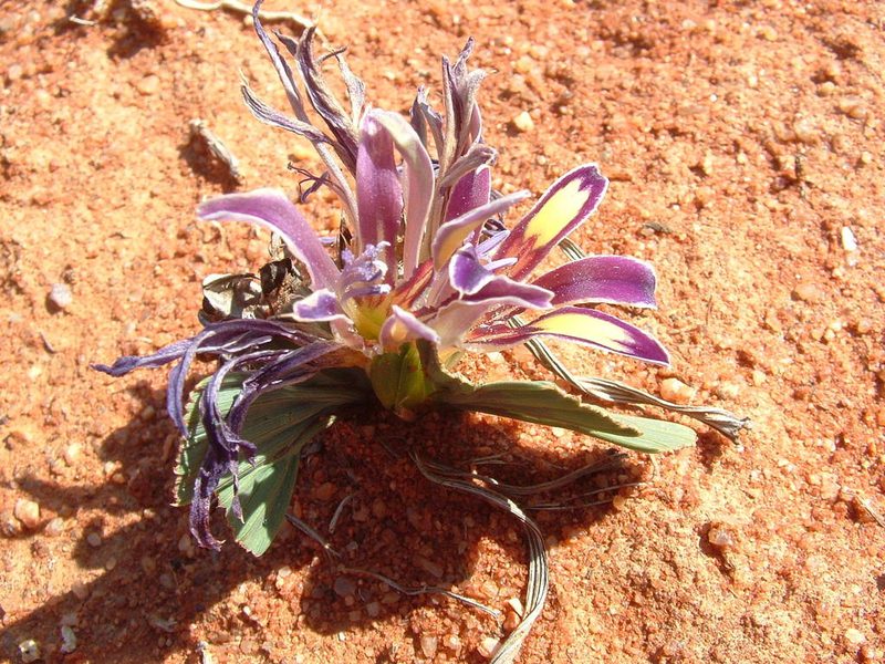 Babiana flabellifolia, photographed by marius