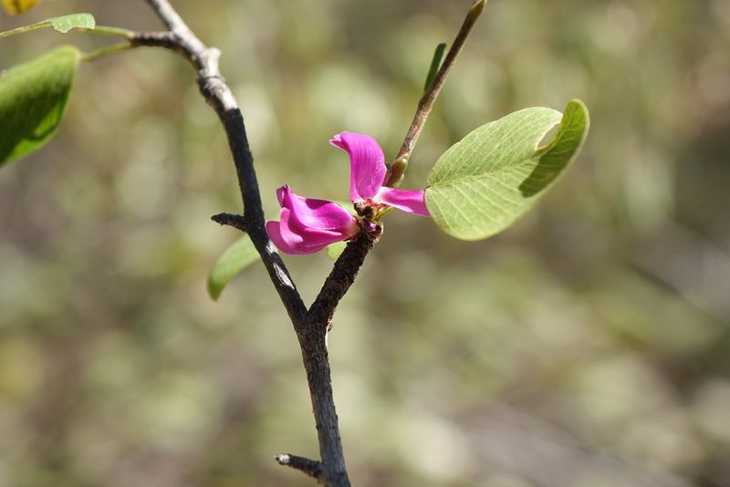 Indigofera dionaeifolia, photographed by Romer N. Rabarijaona