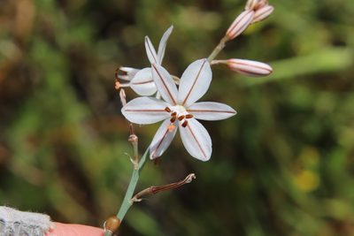 Asphodelus fistulosus, photographed by Millie Basden