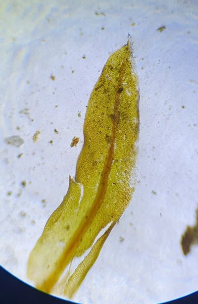 Hennediella heimii, photographed by Jonathan Hughes