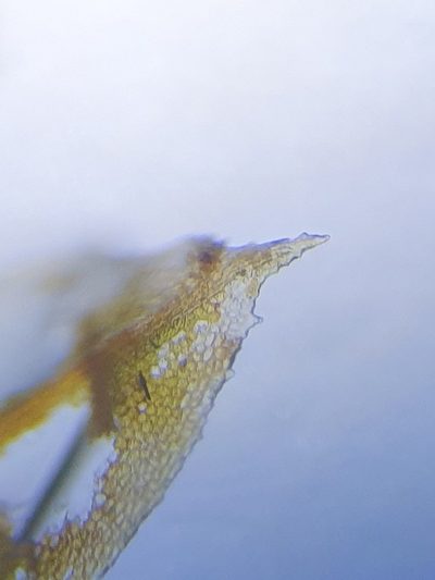 Hennediella heimii, photographed by Jonathan Hughes