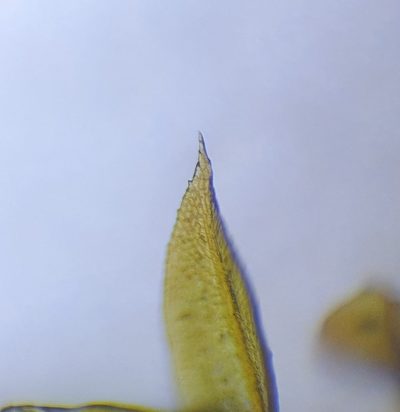 Hennediella heimii, photographed by Jonathan Hughes